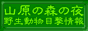 山原の森の夜